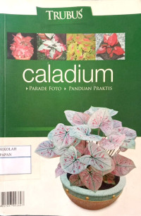 Caladium